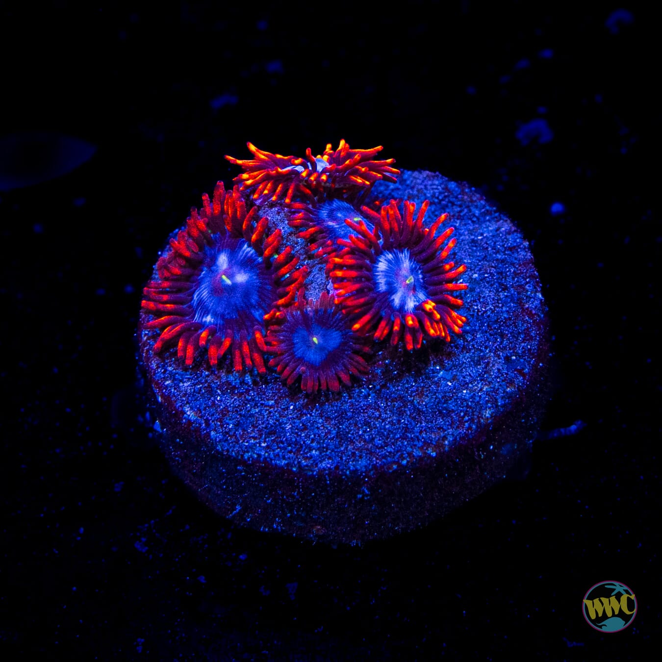 Fire and Ice Zoanthids