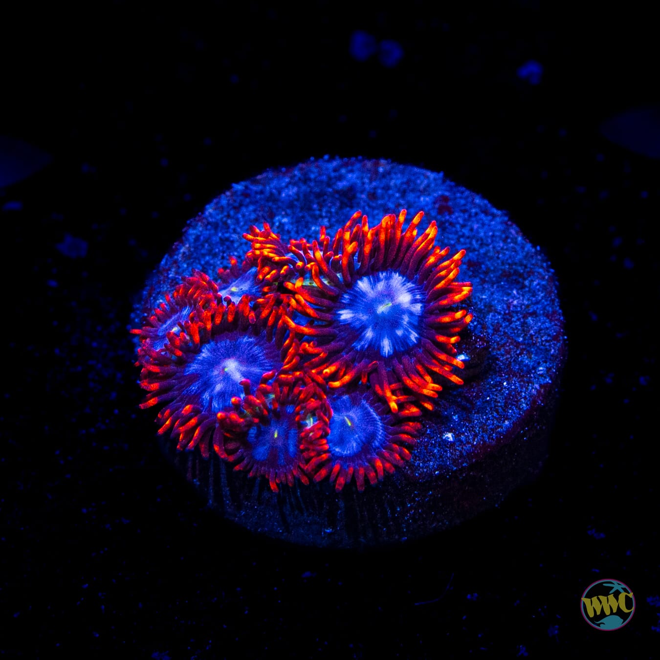 Fire and Ice Zoanthids