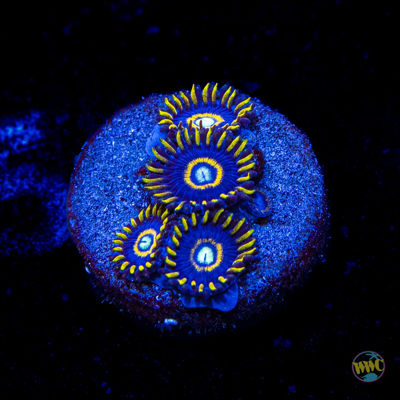 Blue Hornet Zoanthids