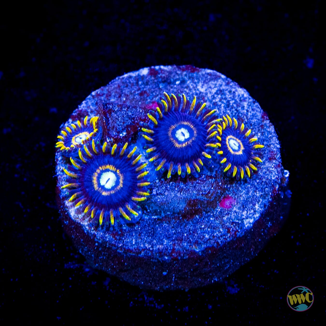Blue Hornet Zoanthids