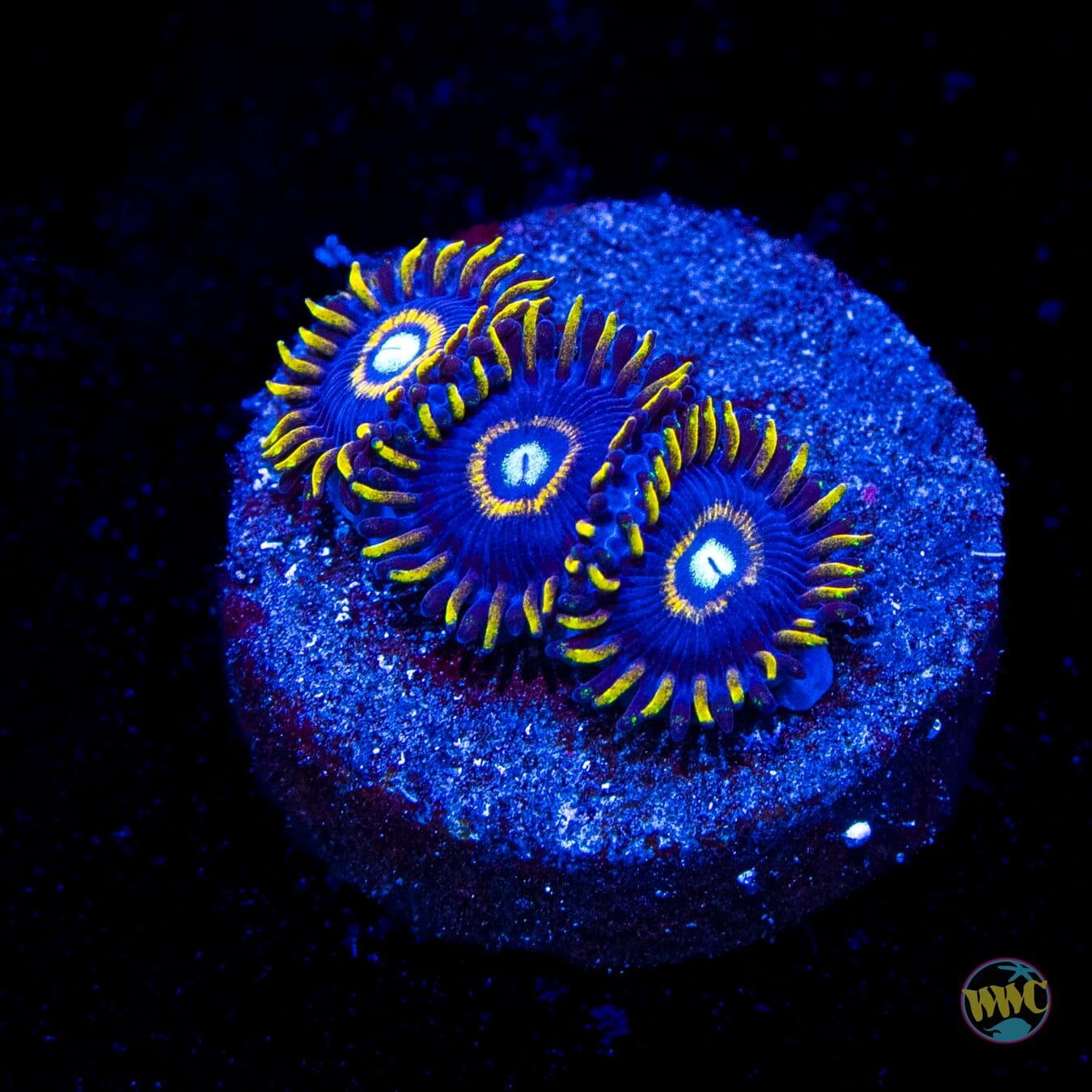 Blue Hornet Zoanthids