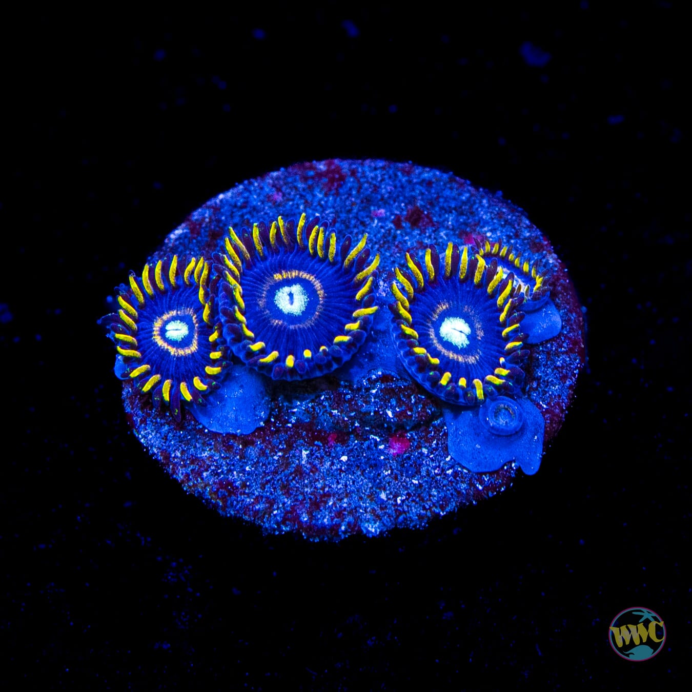 Blue Hornet Zoanthids