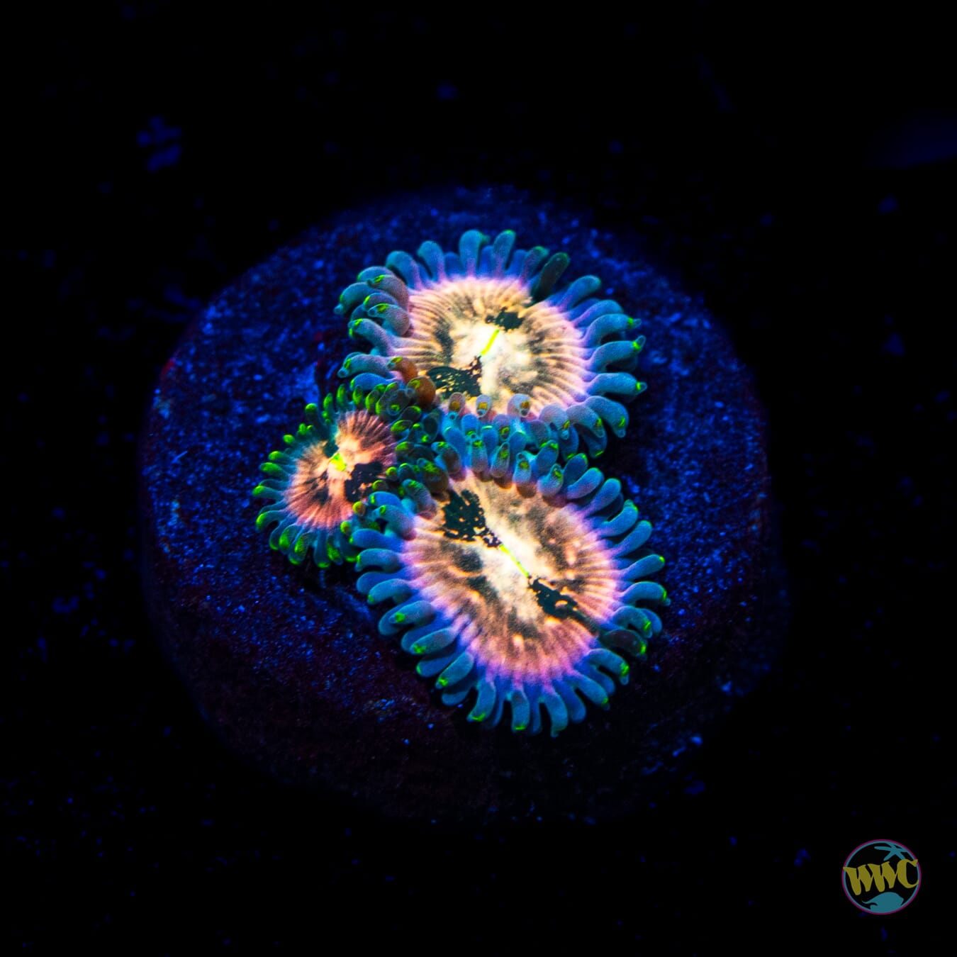 WWC Hawaiian Ding Dang Zoanthids