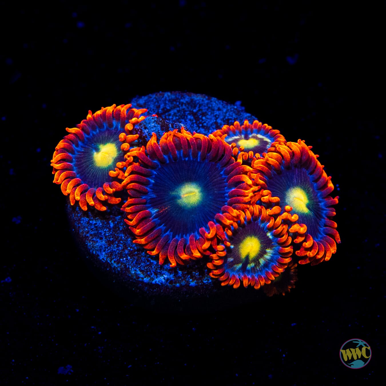 WWC Mandarin Monster Zoanthids