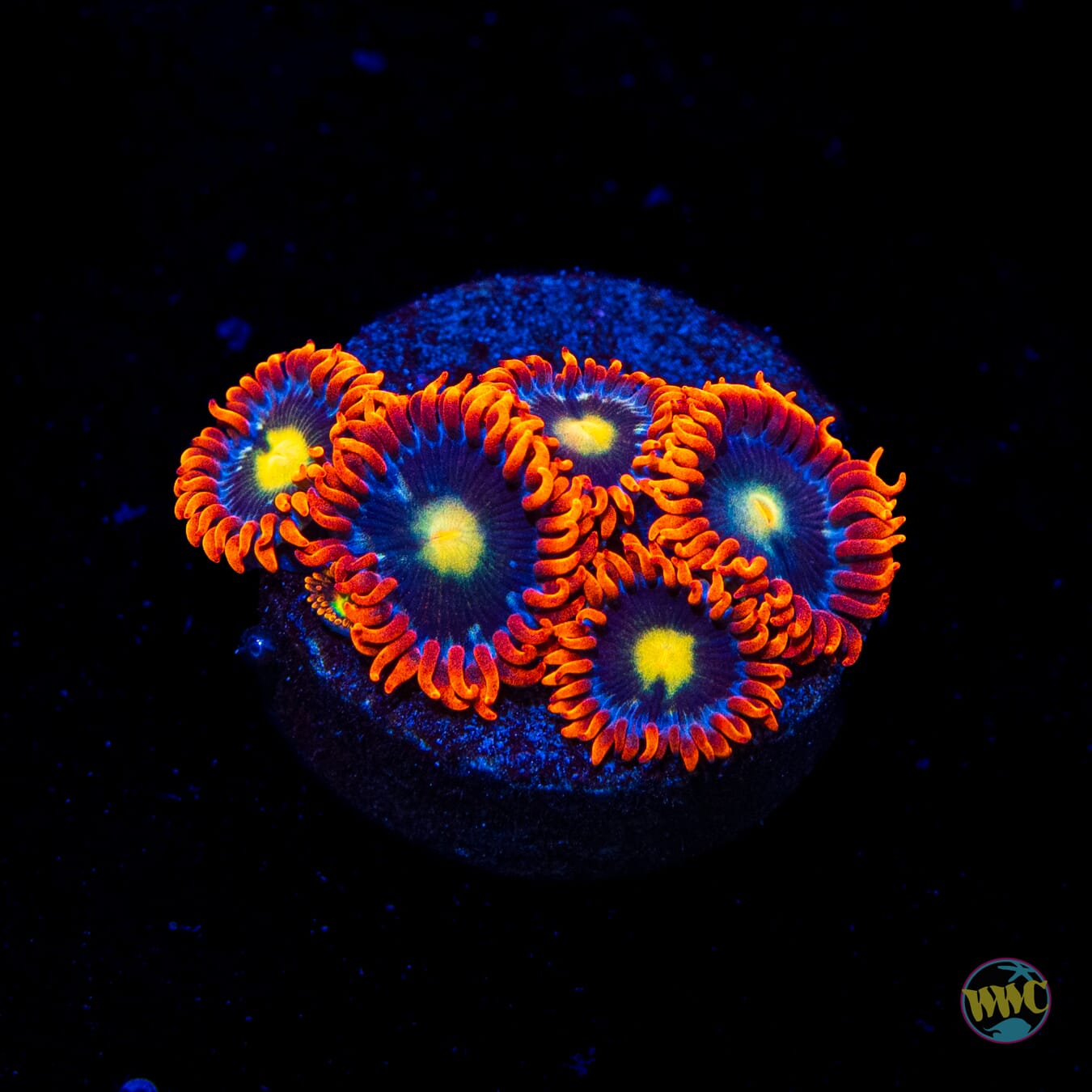 WWC Mandarin Monster Zoanthids