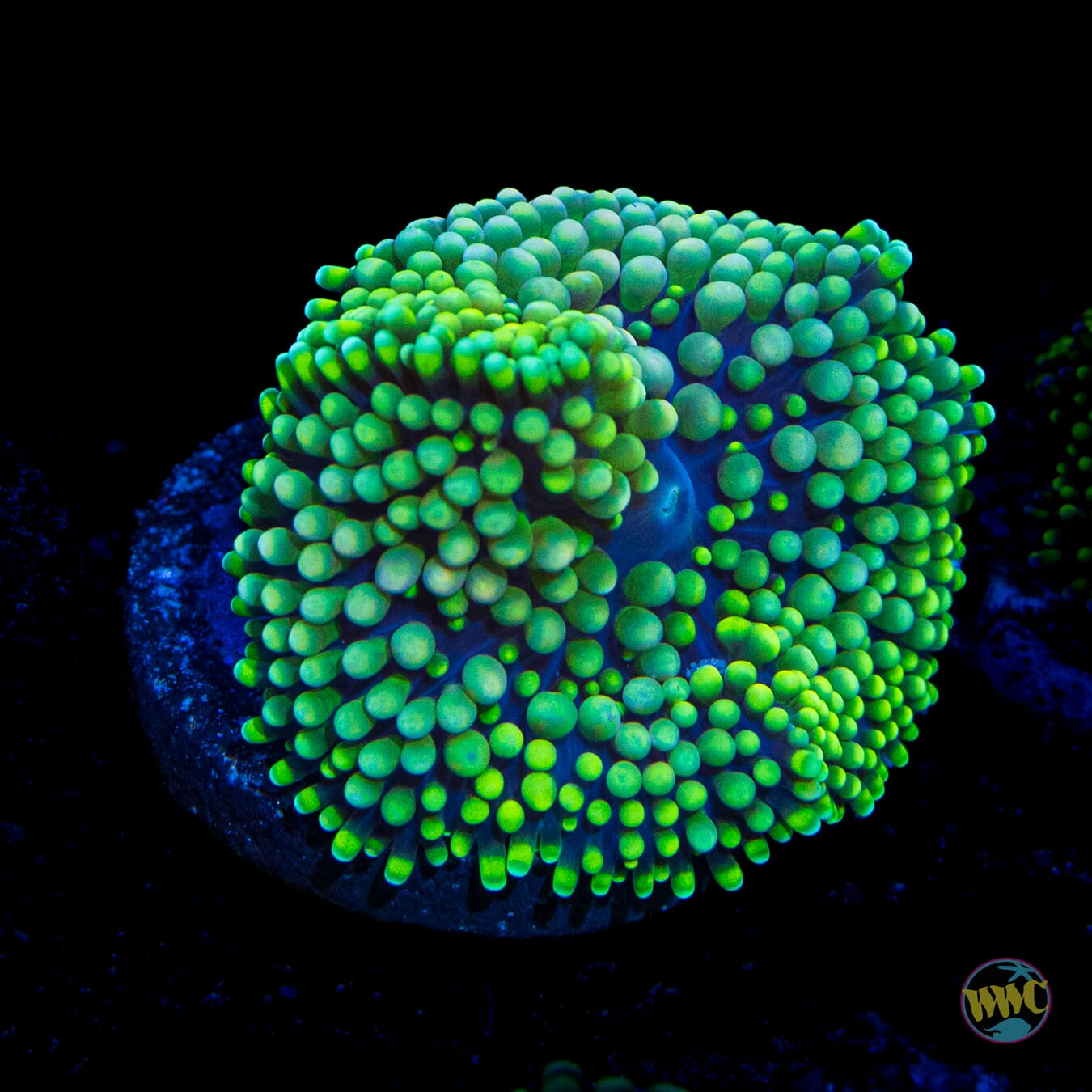 Minty Fresh Ricordea Mushroom