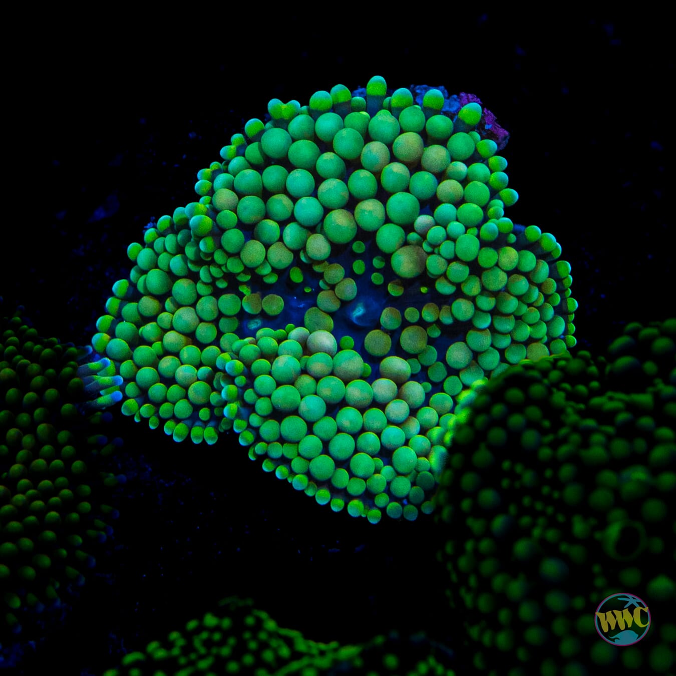 Minty Fresh Ricordea Mushroom