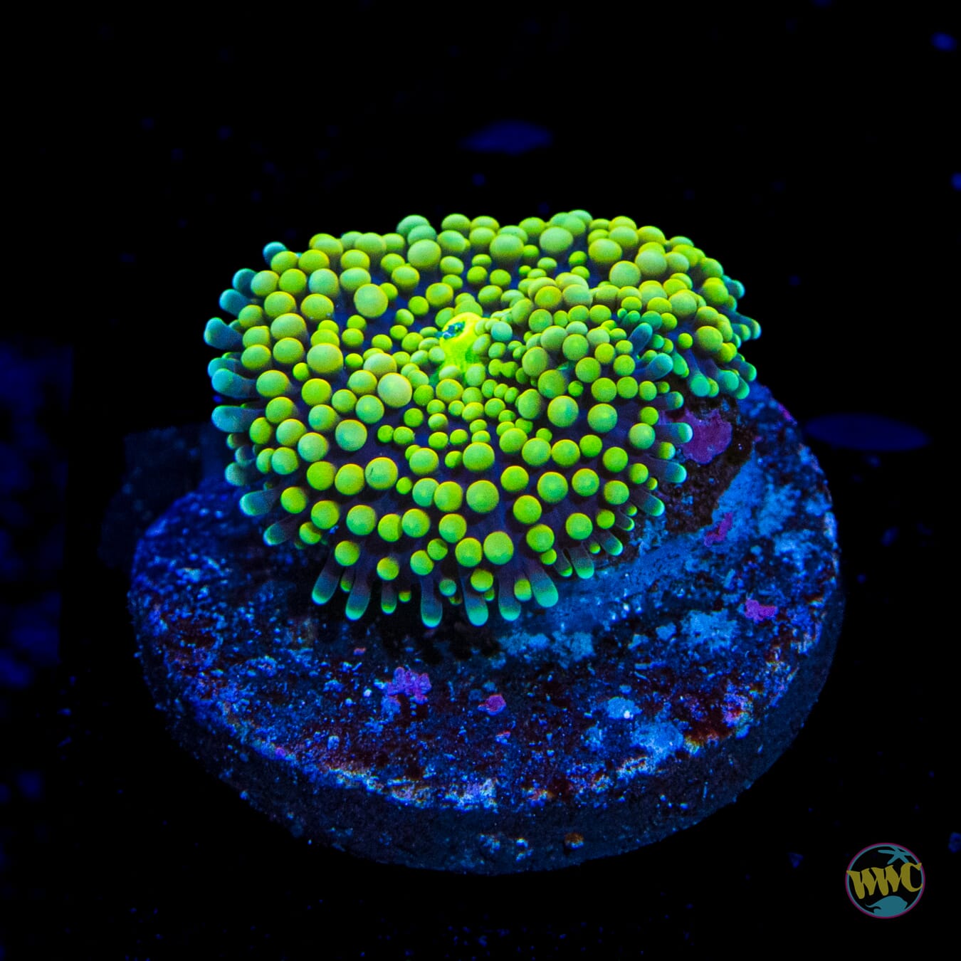 Nuclear Neon Ricordea Mushroom