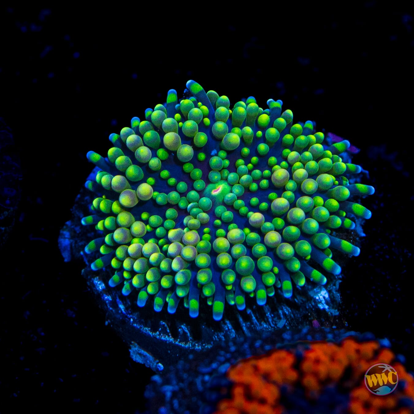 Lemon Hazey Ricordea Mushroom