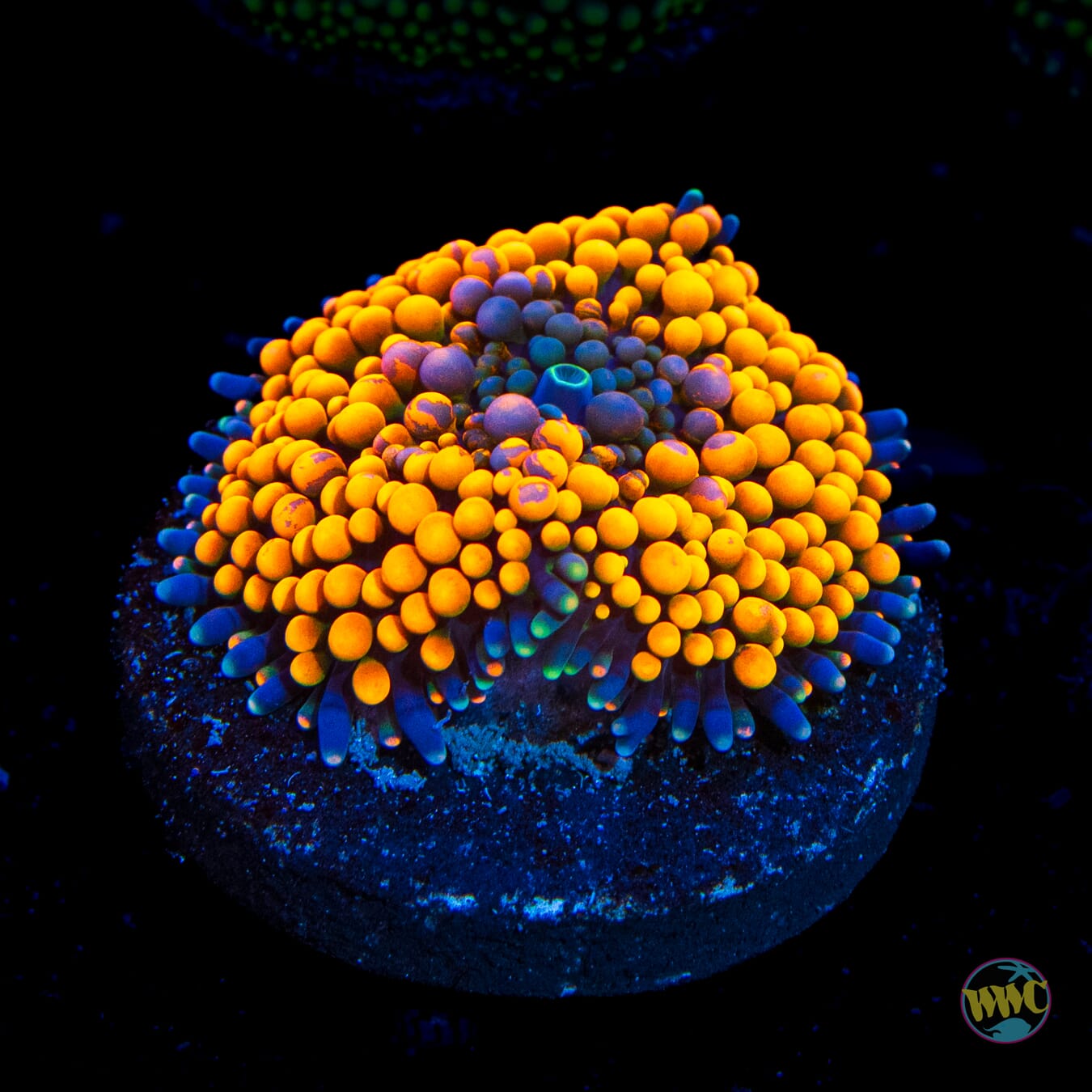 Citrus Cooler Ricordea Mushroom