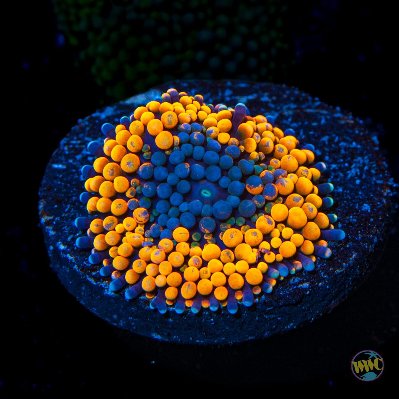 Citrus Cooler Ricordea Mushroom