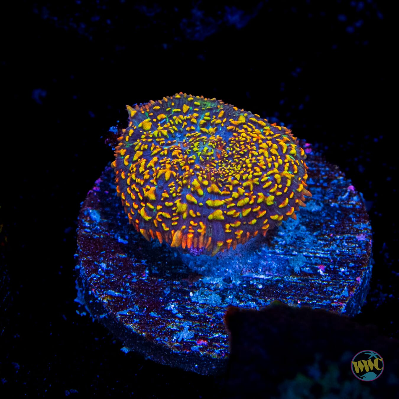 Maui Sunset Rhodactis Mushroom