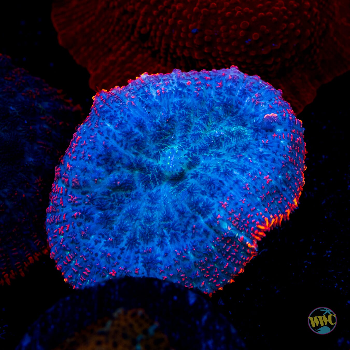 Lava Rim Rhodactis Mushroom