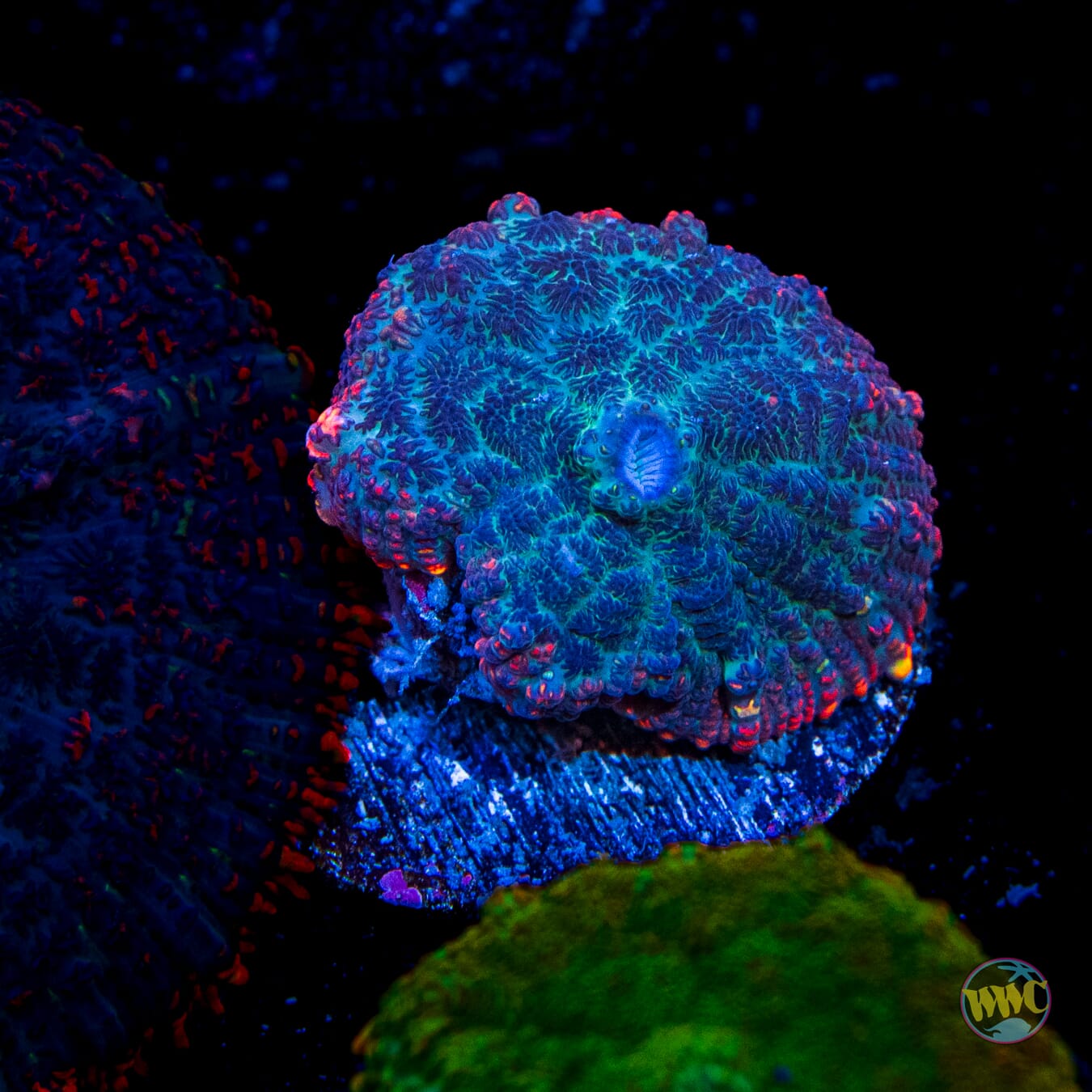 Lava Rim Rhodactis Mushroom