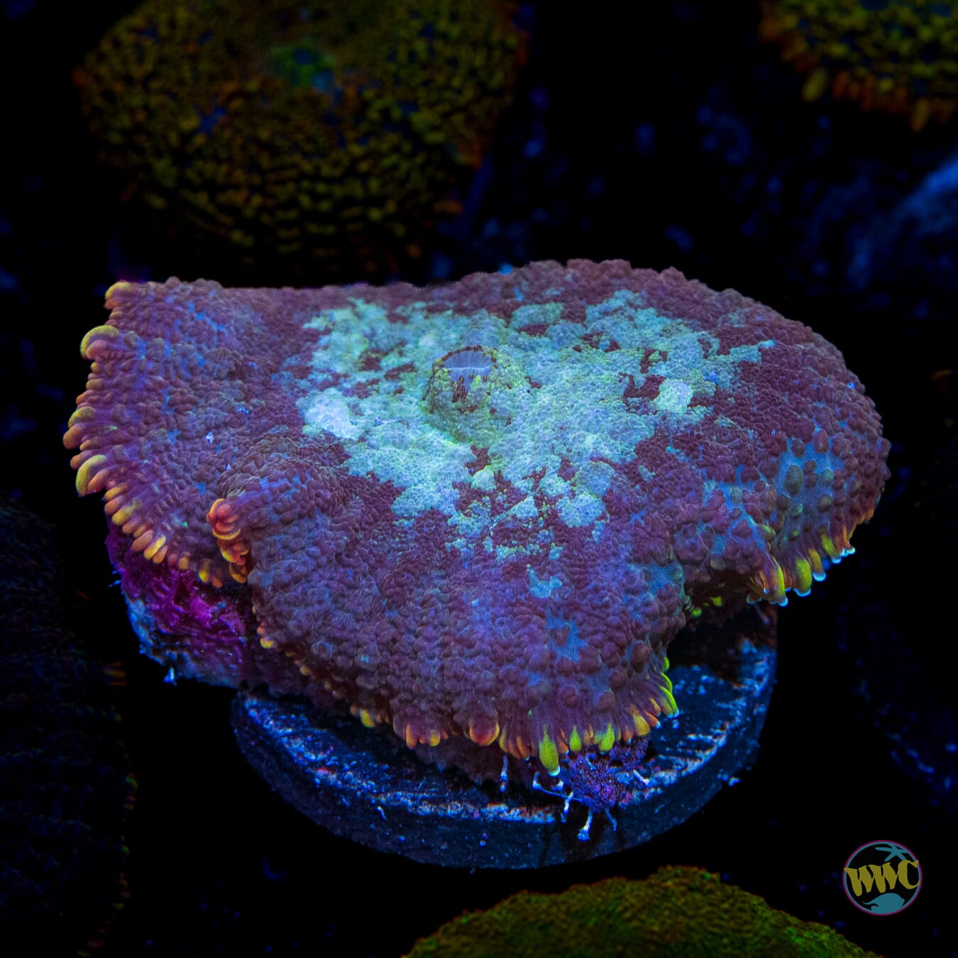 Arctic Circle Rhodactis Mushroom