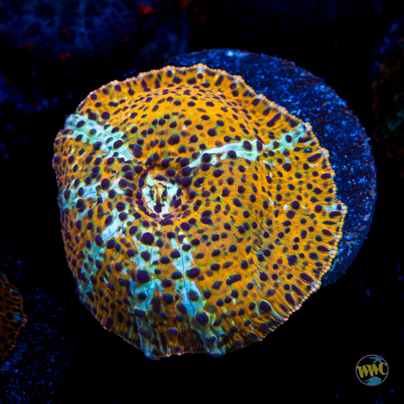 Tiger Eye Disco Mushroom