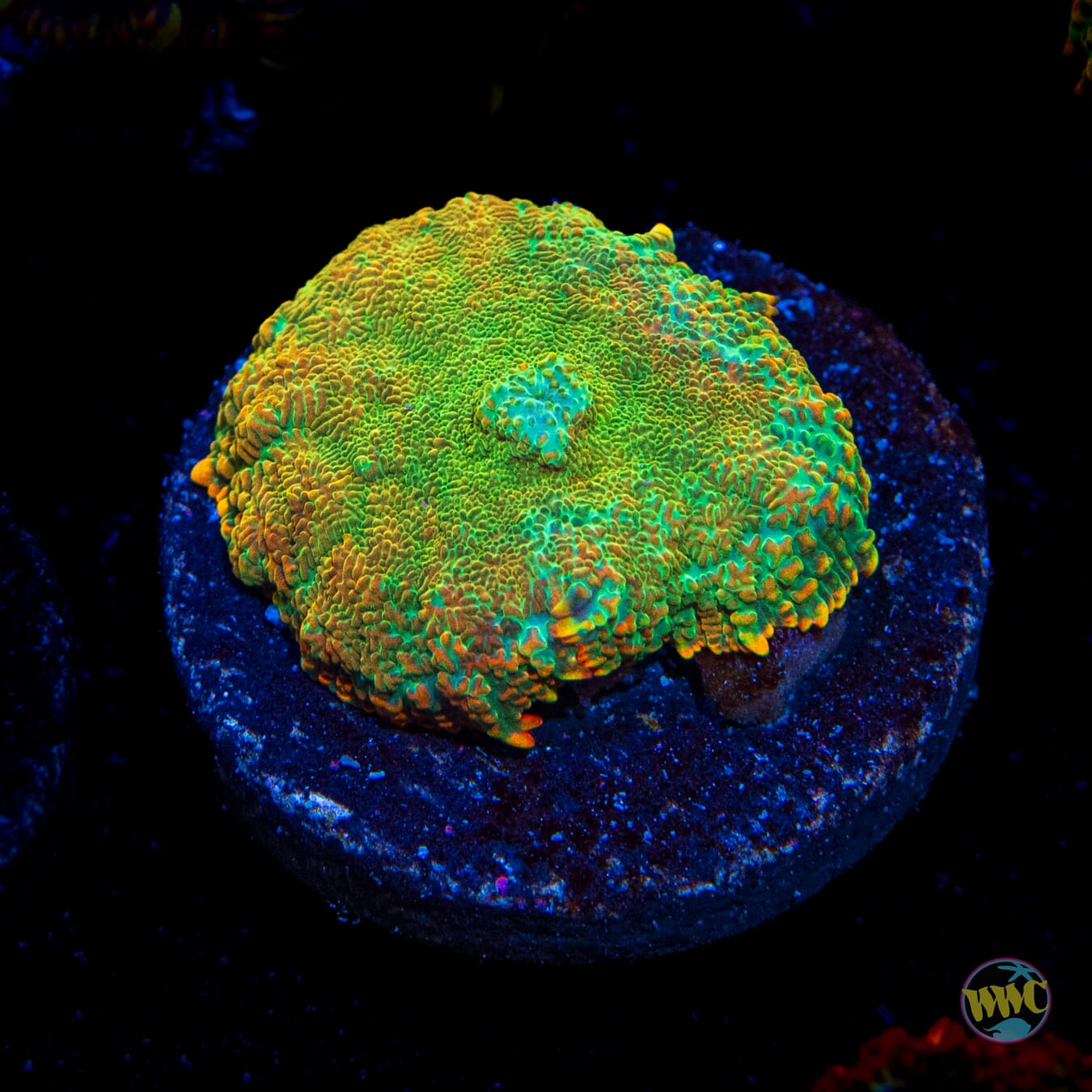 Duke Nukit Rhodactis Mushroom