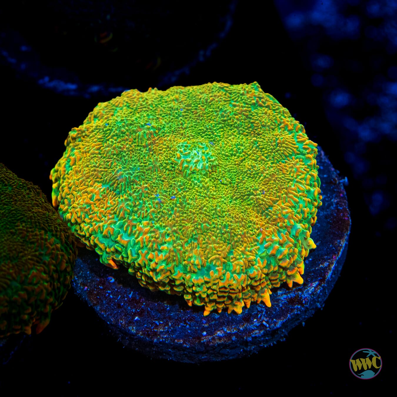 Duke Nukit Rhodactis Mushroom