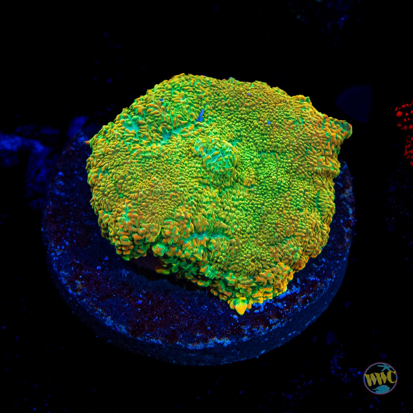 Duke Nukit Rhodactis Mushroom