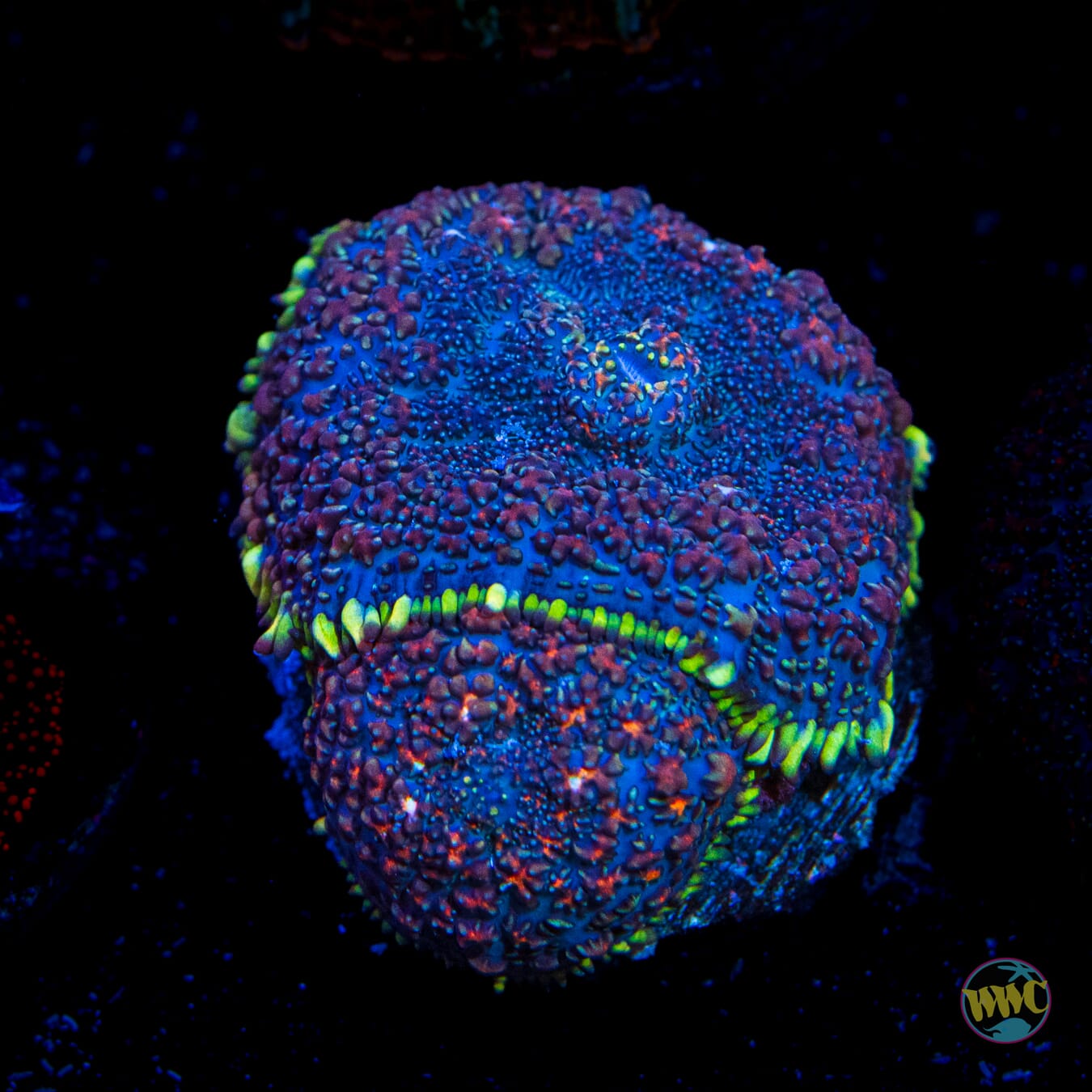 Purple Haze Rhodactis Mushroom