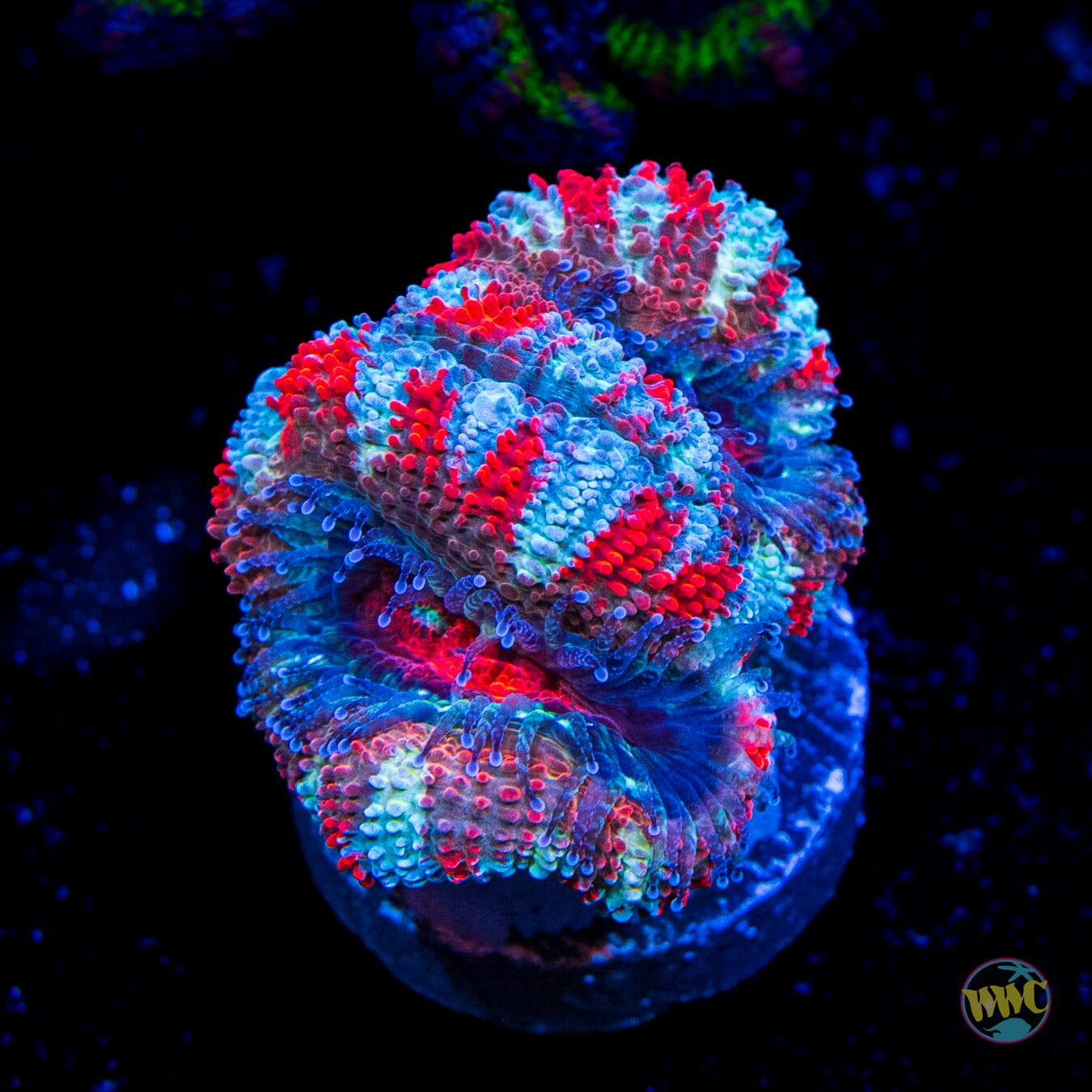 Stars and Stripes Aussie lord