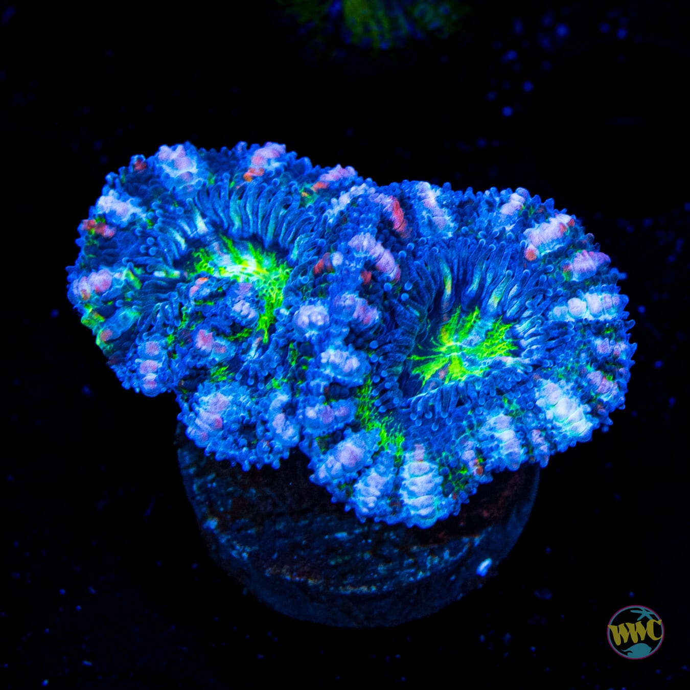 Beetle Juice Aussie Lord