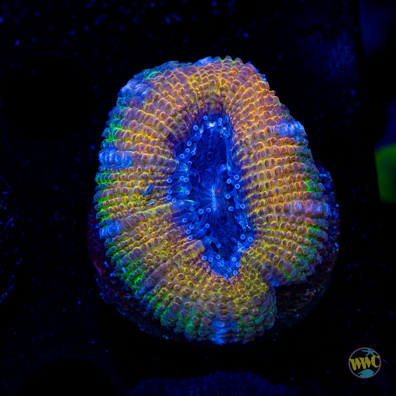 WWC Crazy Cajun Aussie Lord