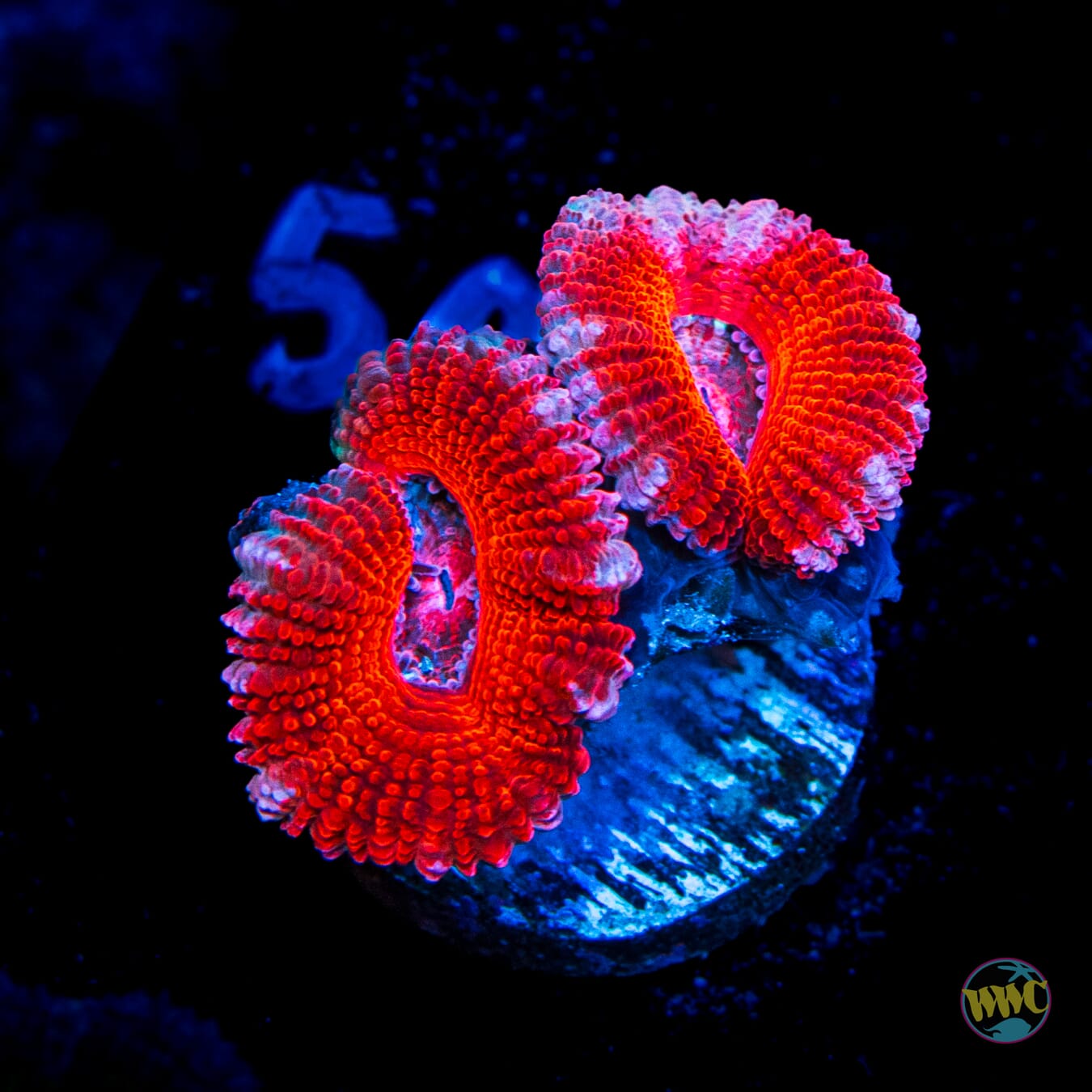 Strawberry Cheesecake Aussie Lord