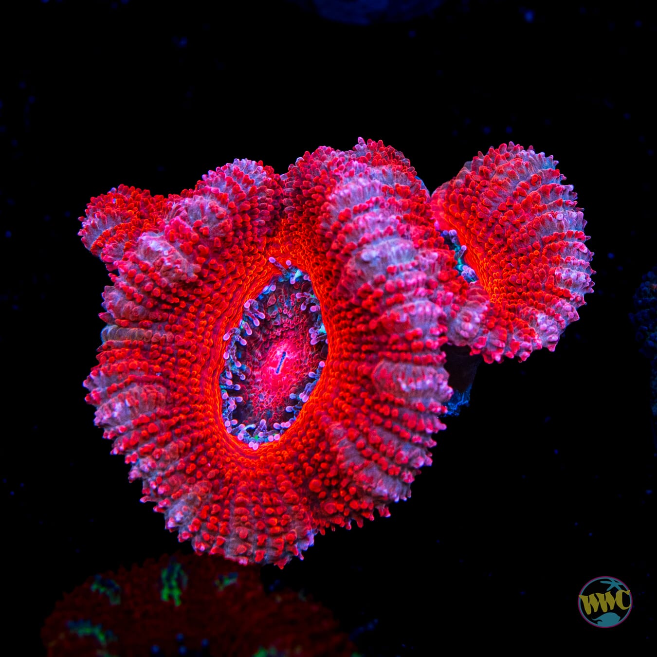 Strawberry Cheesecake Aussie Lord