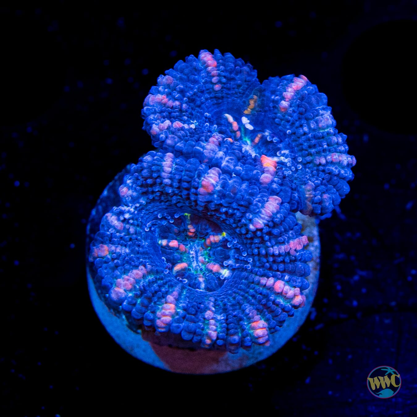 Ice Blades Aussie Lord