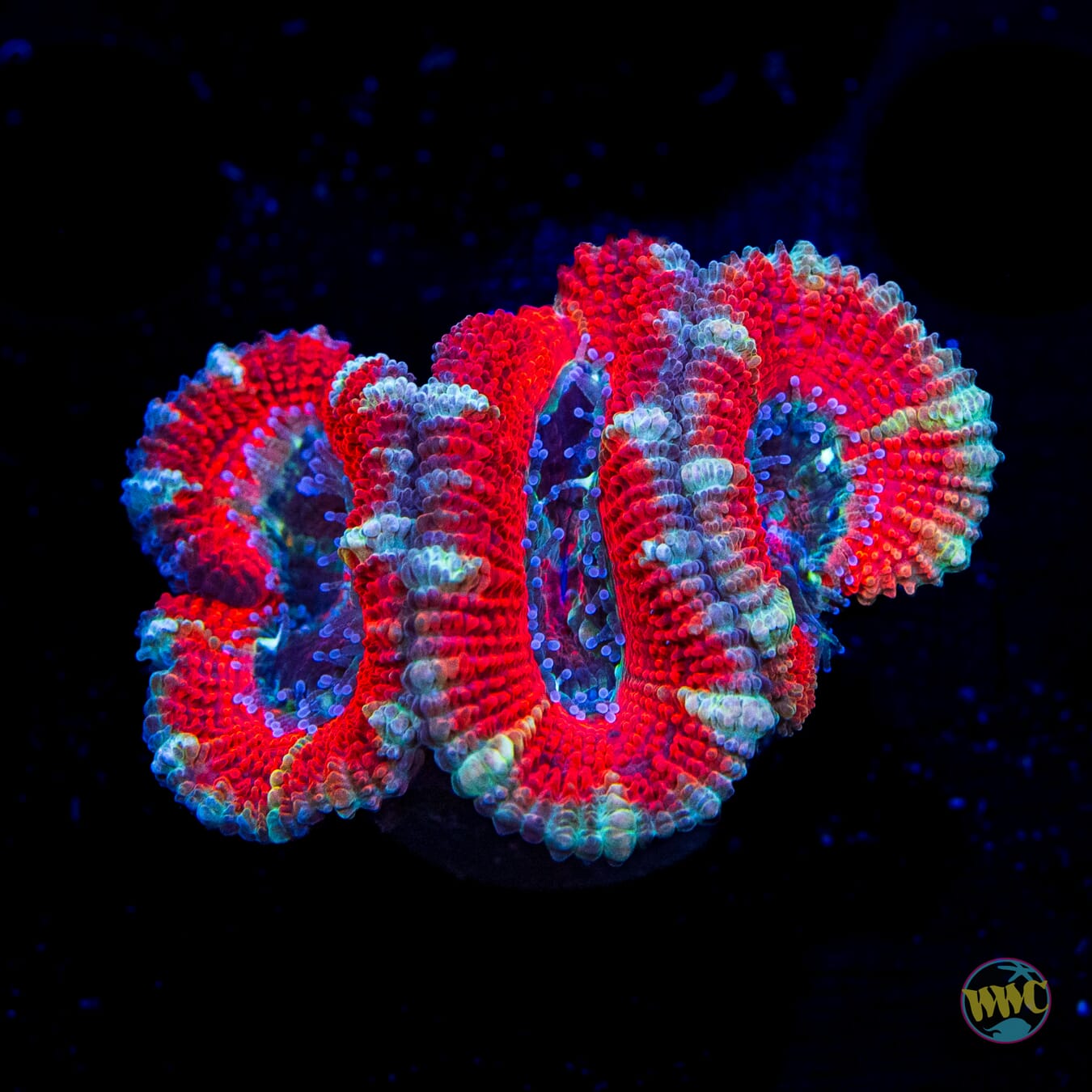 Blue Steel Aussie Lord