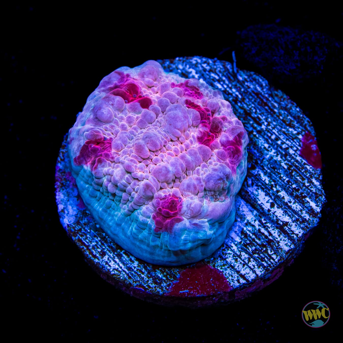 WWC Freezer Burn Chalice