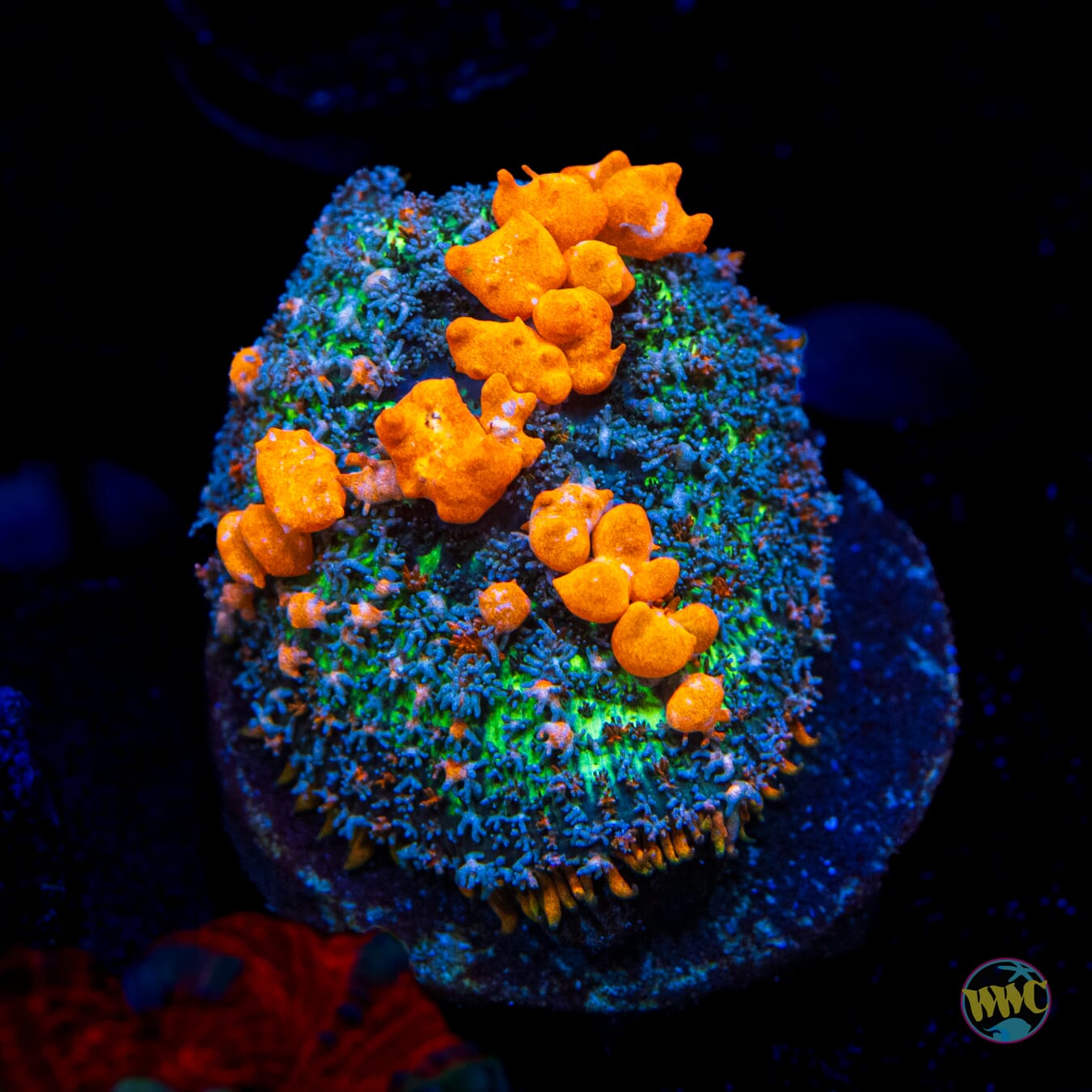 WWC Sunkist Bounce Mushroom