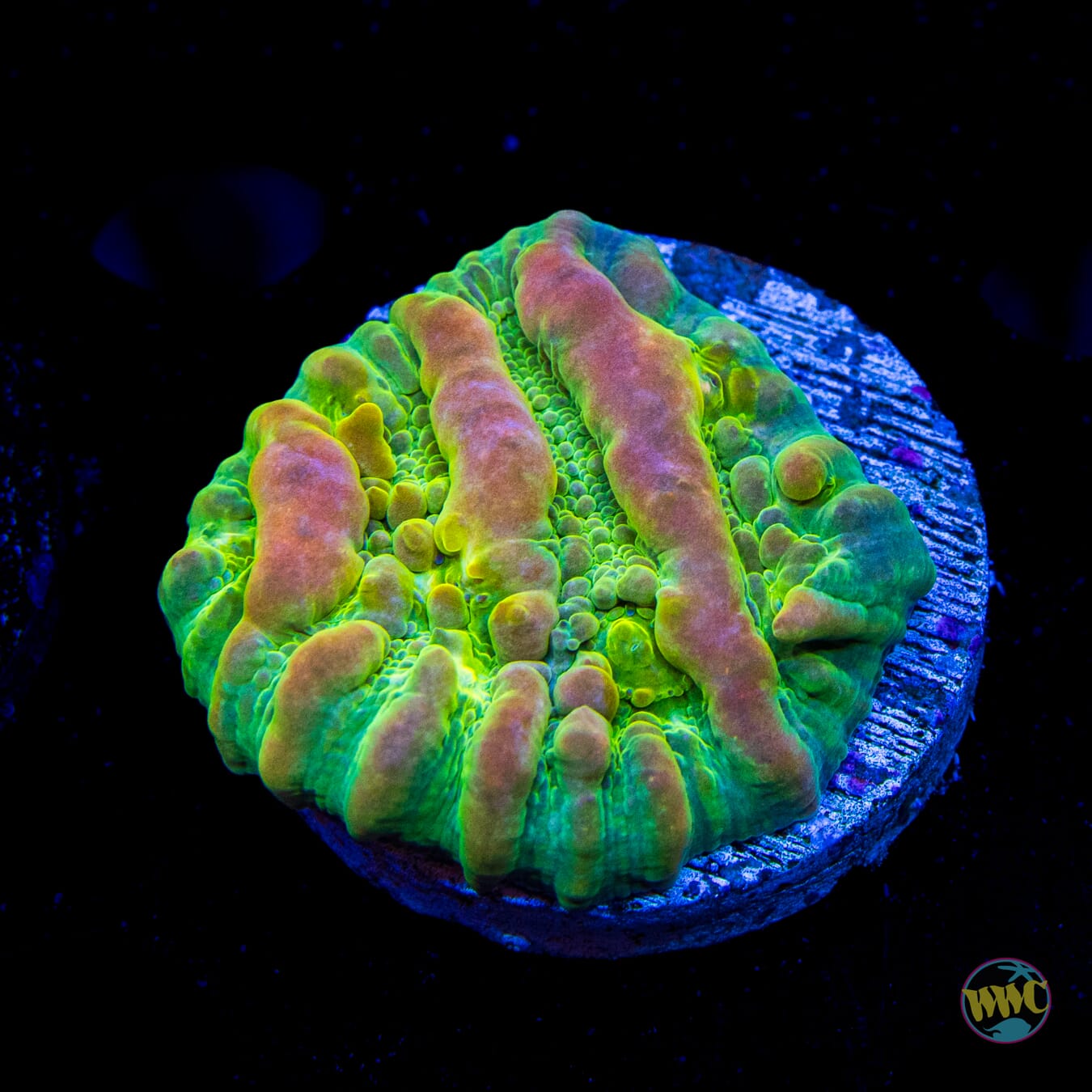 WWC Neon Cosmic Candy Bounce Chalice