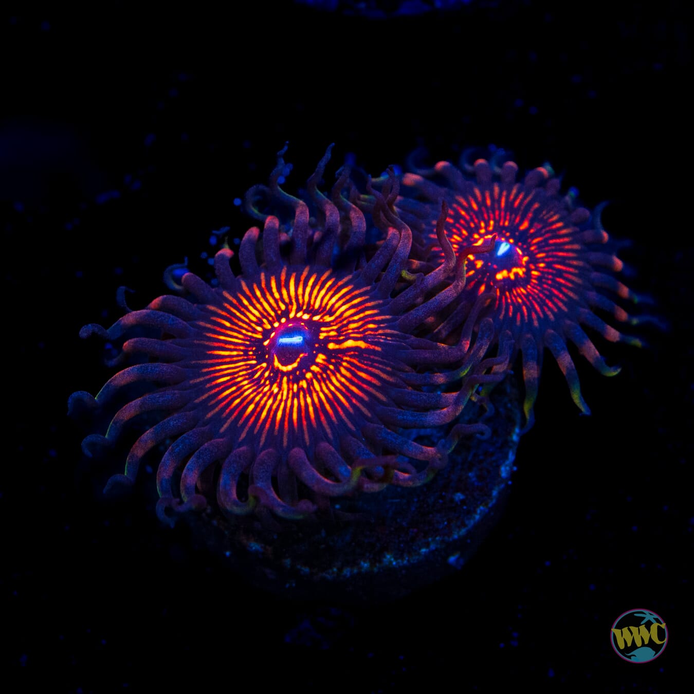 ARC Night Crawler Zoanthids