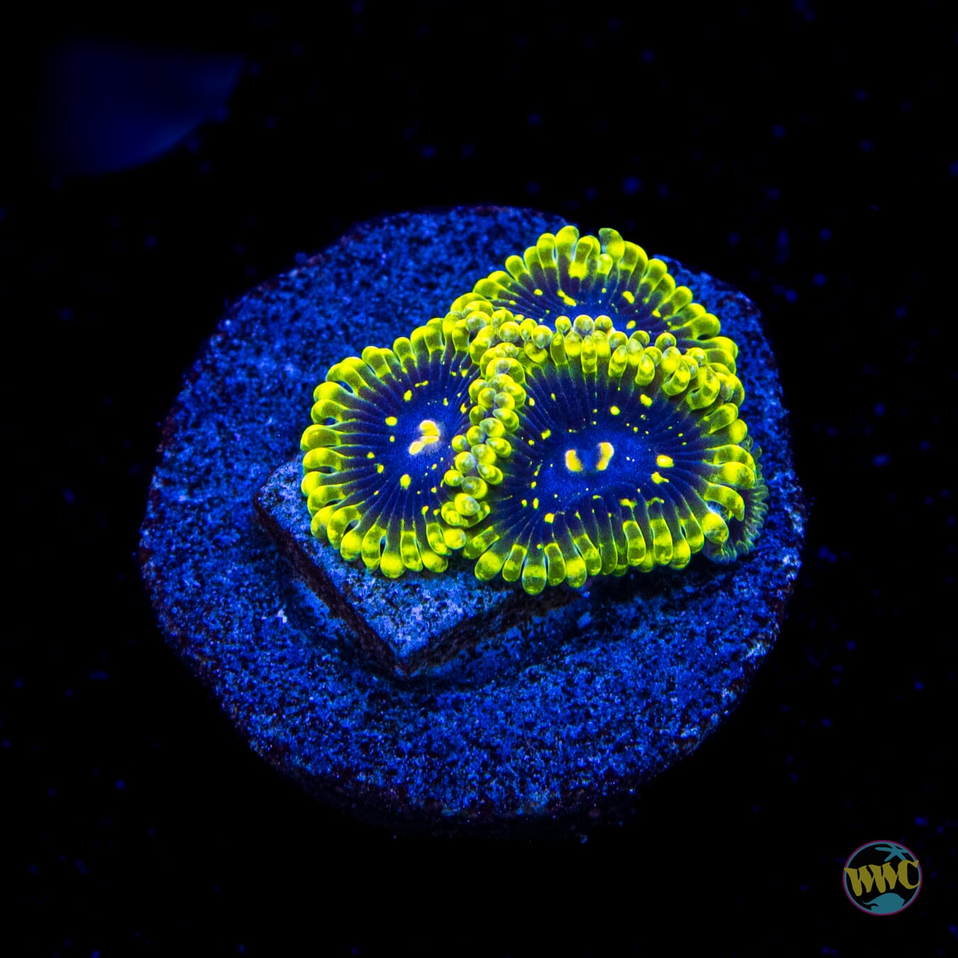 Exosphere Zoanthids