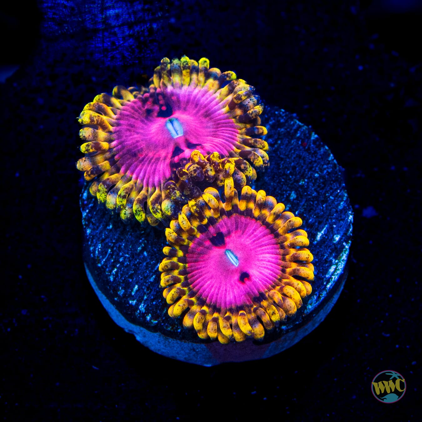 RR Pink Diamond Zoanthids