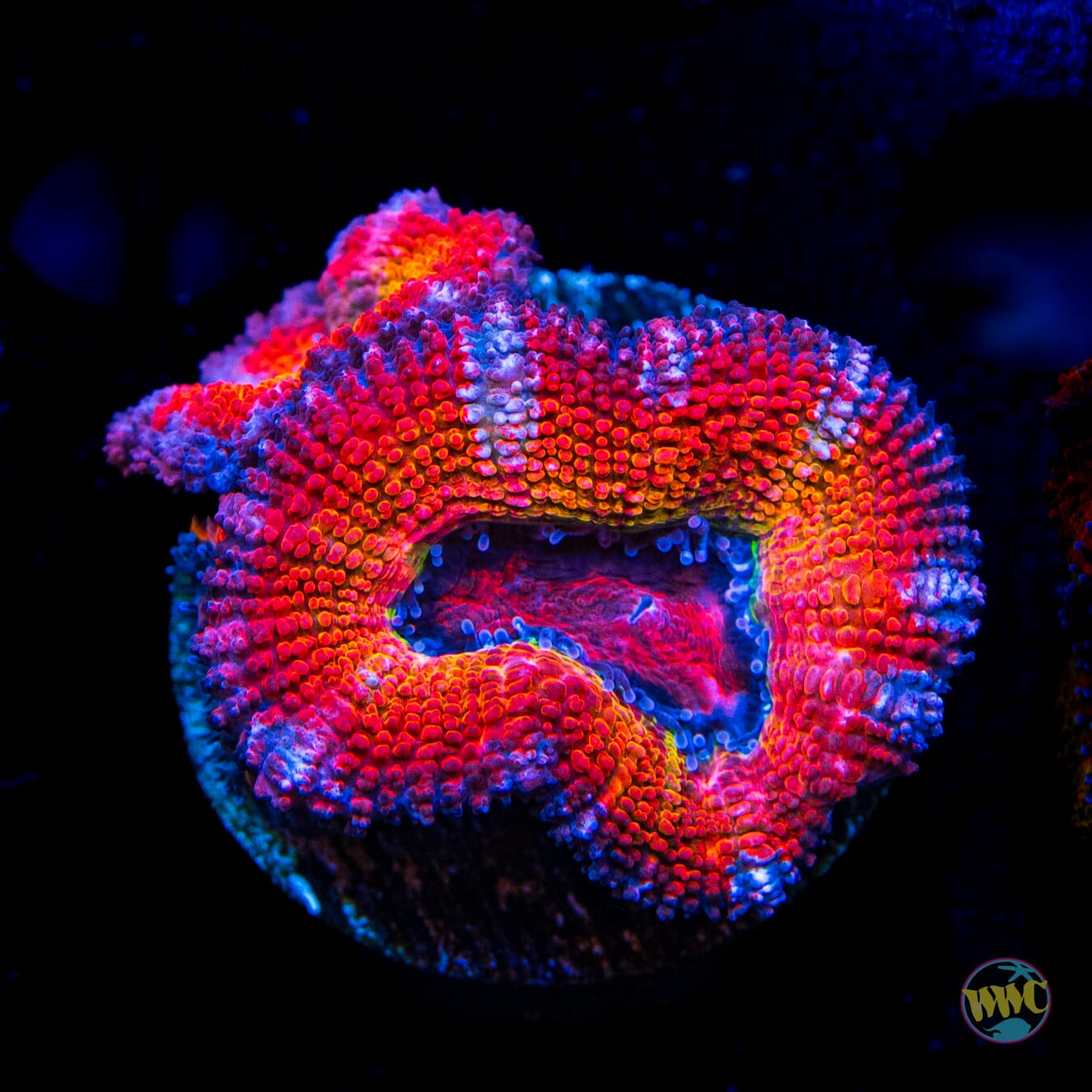 Event Horizon Aussie Lord