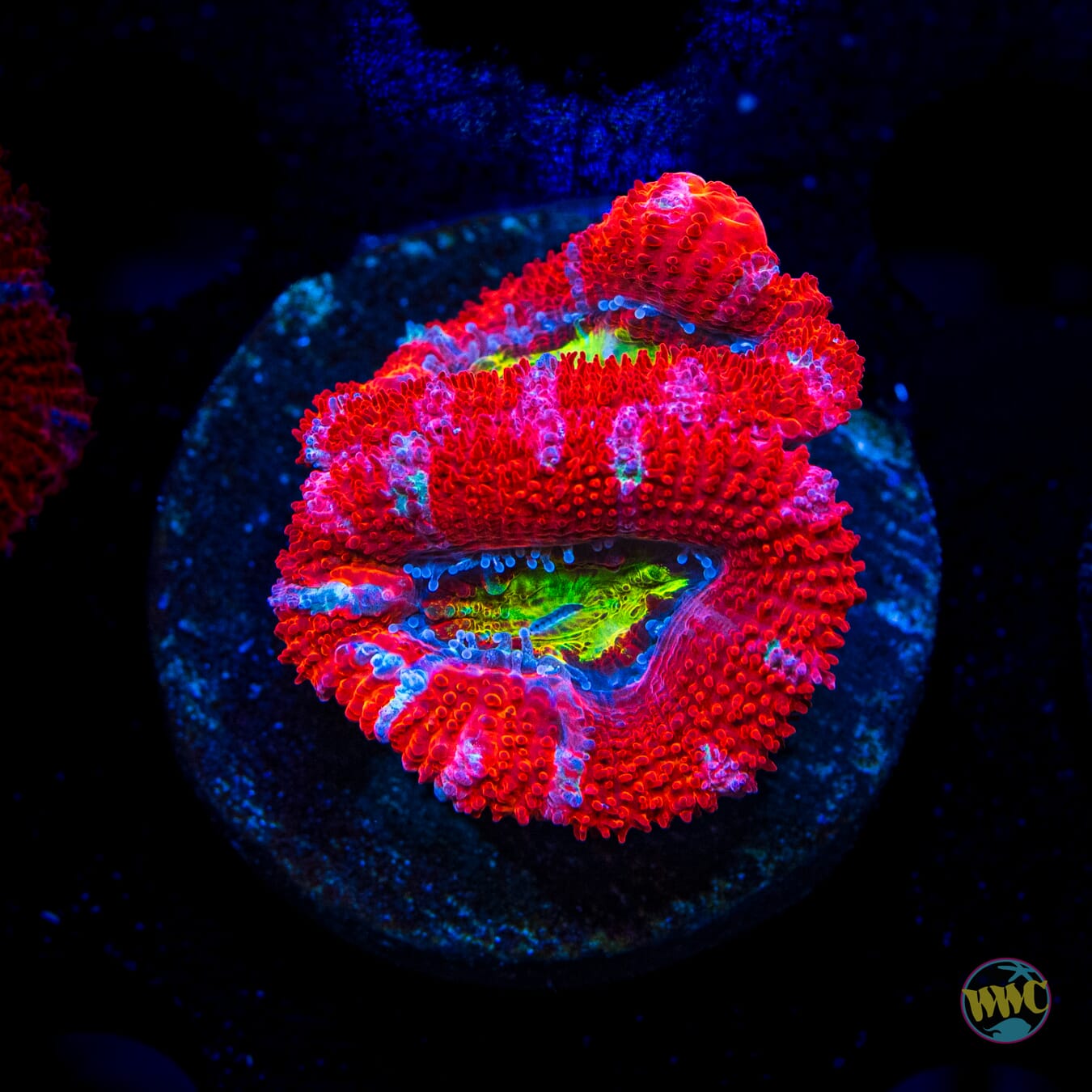 Lava Burst Aussie Lord