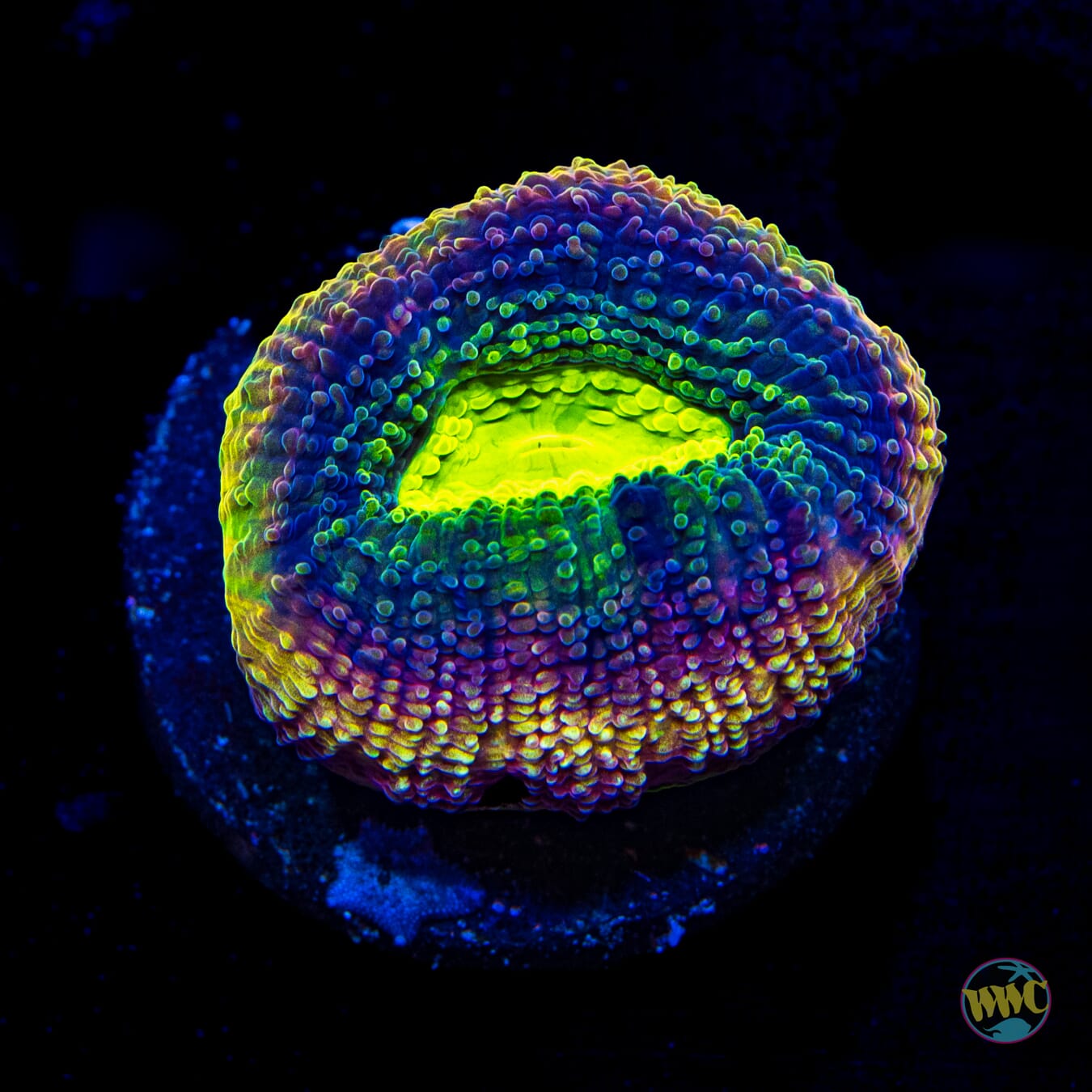 WWC Ultimate Fantastic Dragon Soul Goniastrea