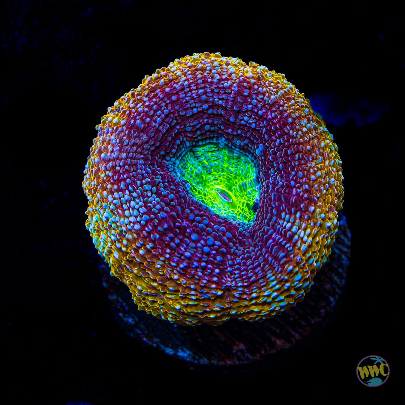 WWC Shaolin Soul Bowerbanki