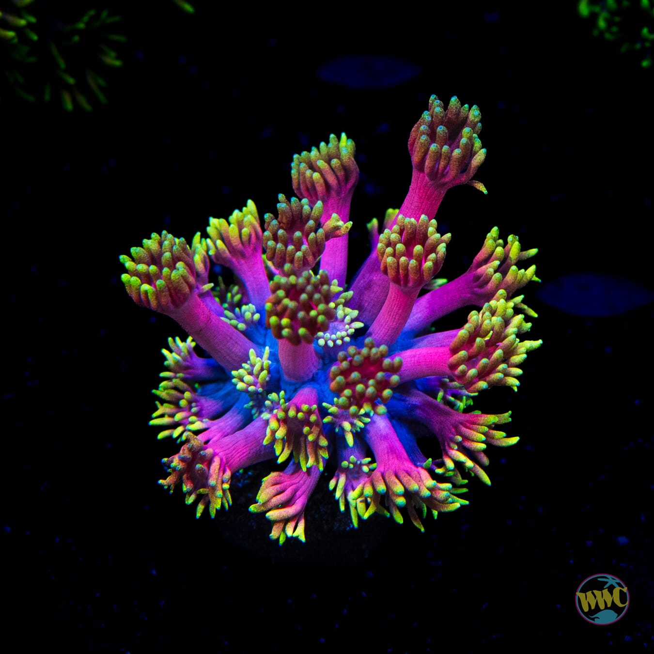 WWC Hollywood Nights Goniopora
