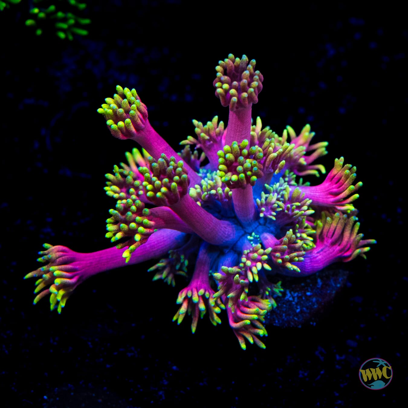 WWC Hollywood Nights Goniopora