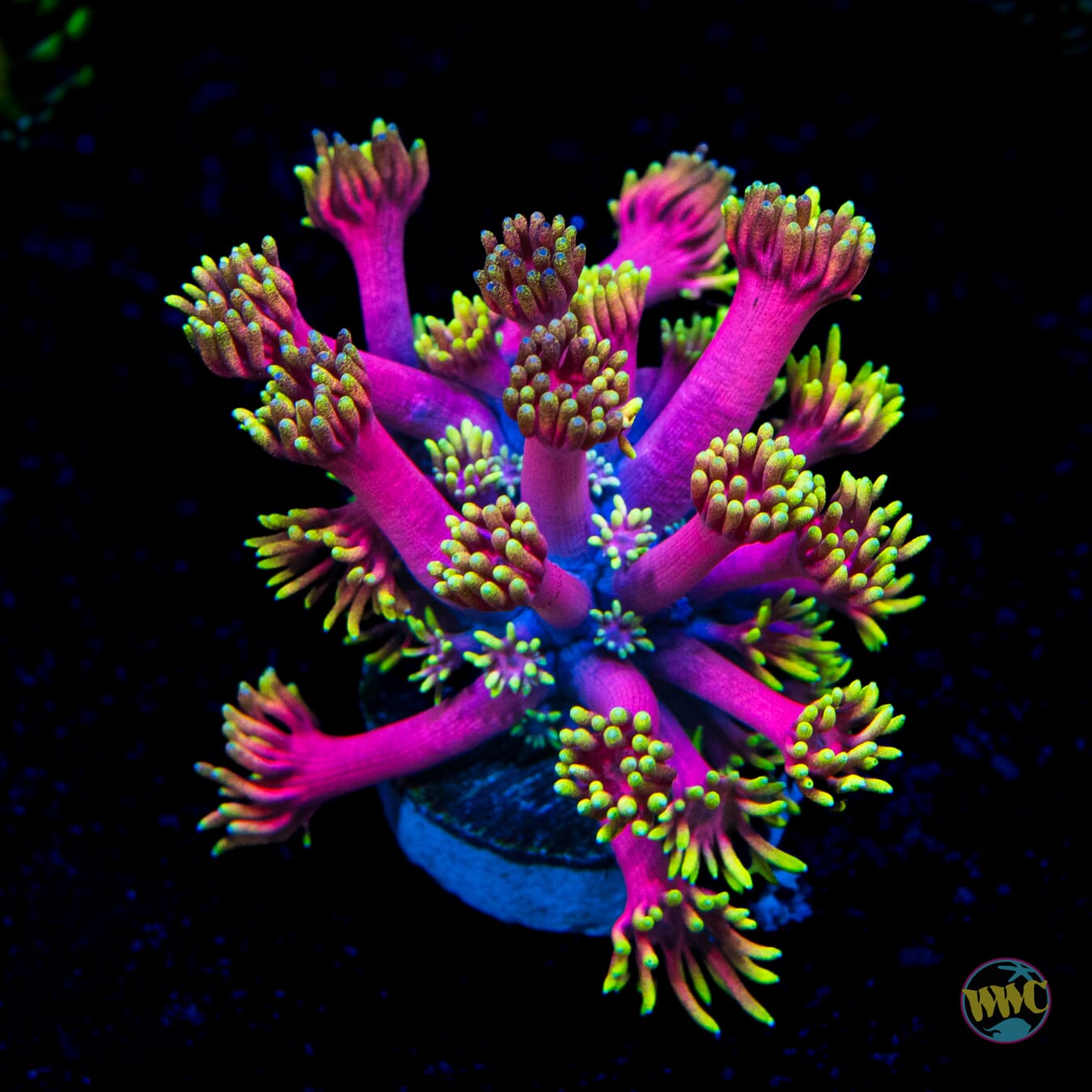 WWC Hollywood Nights Goniopora