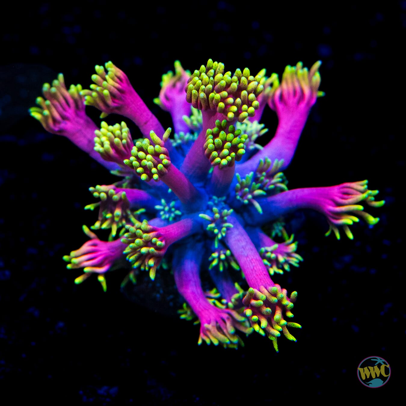 WWC Hollywood Nights Goniopora