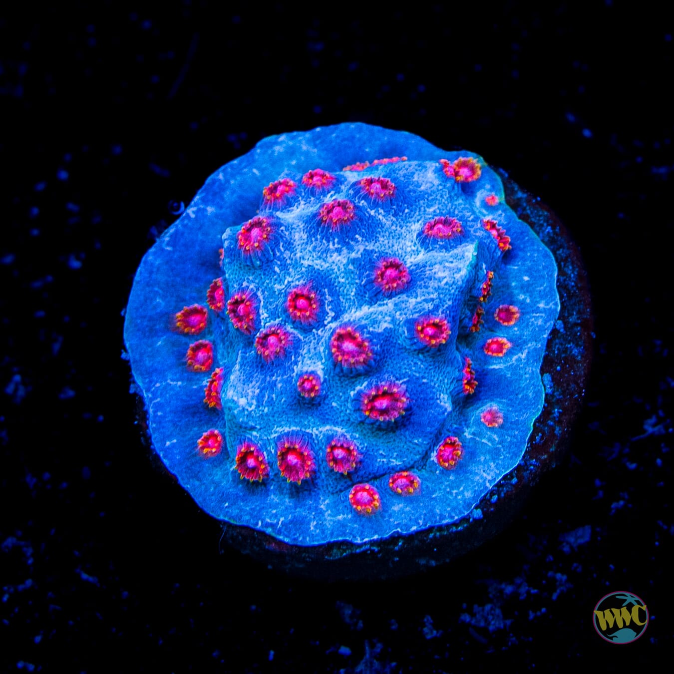 WWC Master Blaster Cyphastrea