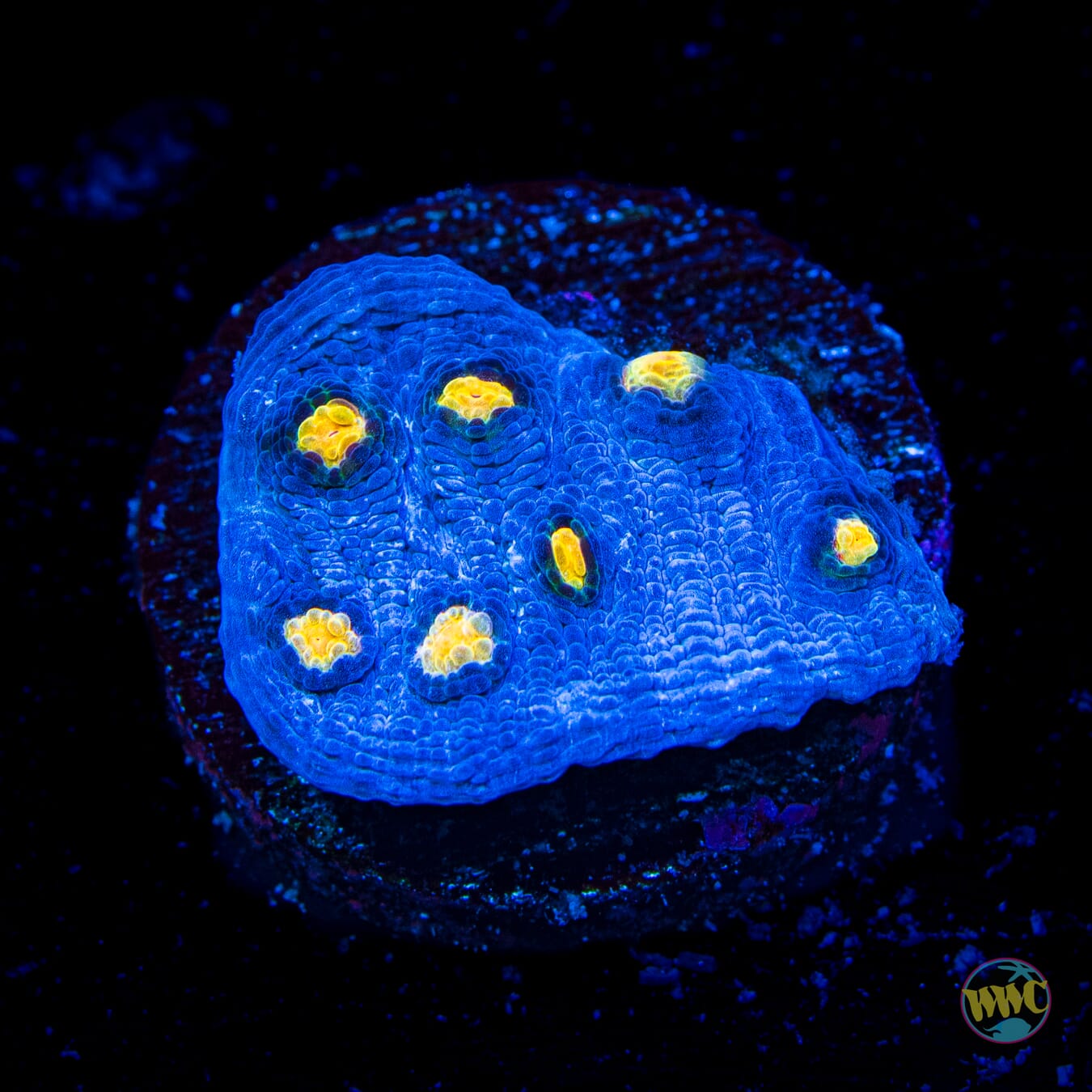 WWC Lucy in the Sky Chalice