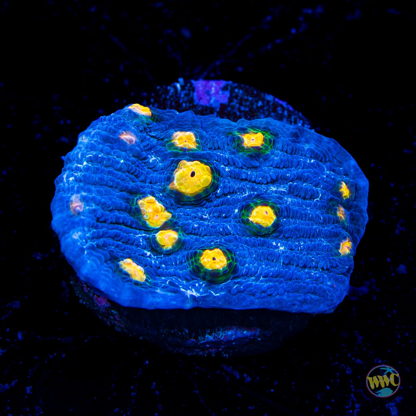 WWC Lucy in the Sky Chalice