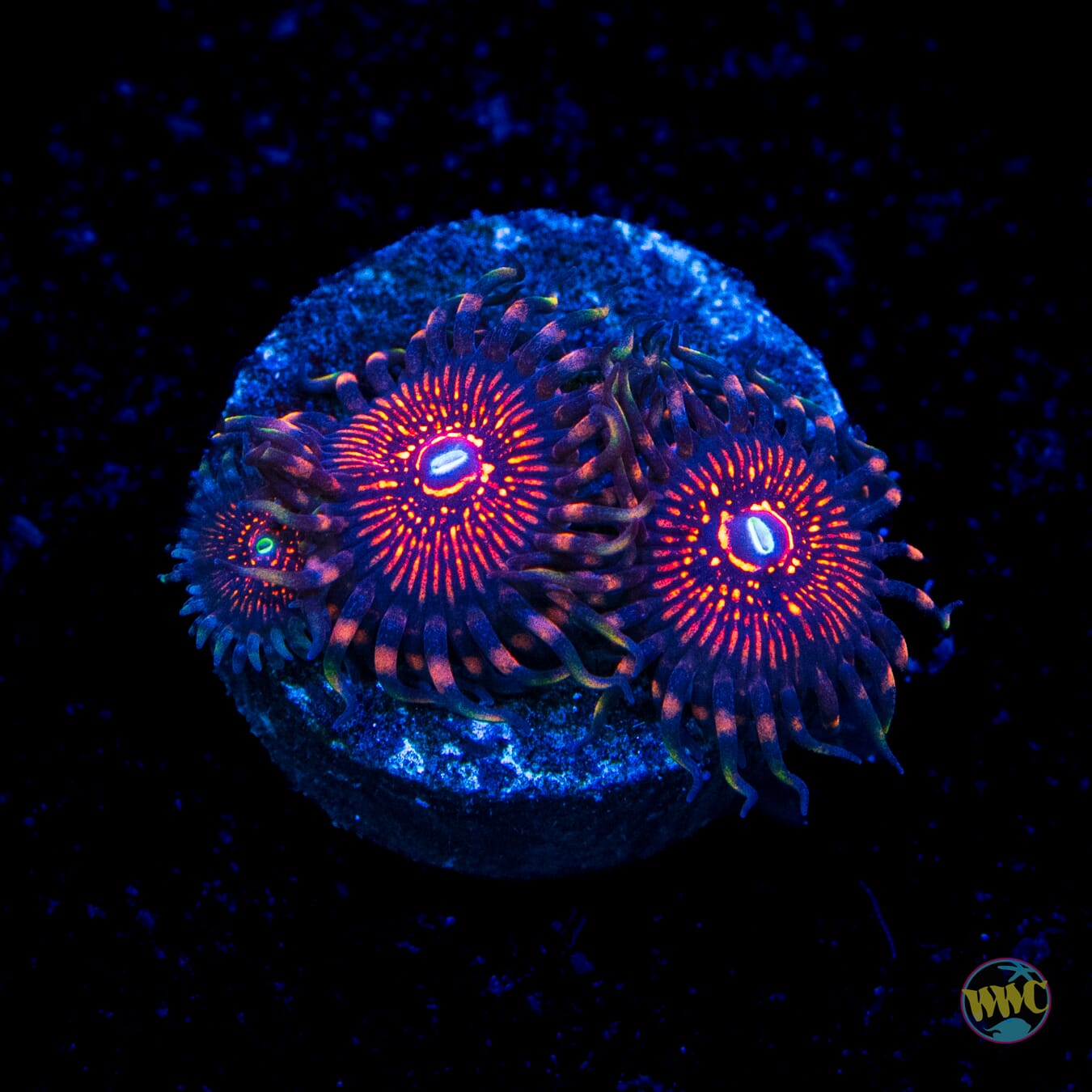 ARC Night Crawler Zoanthids