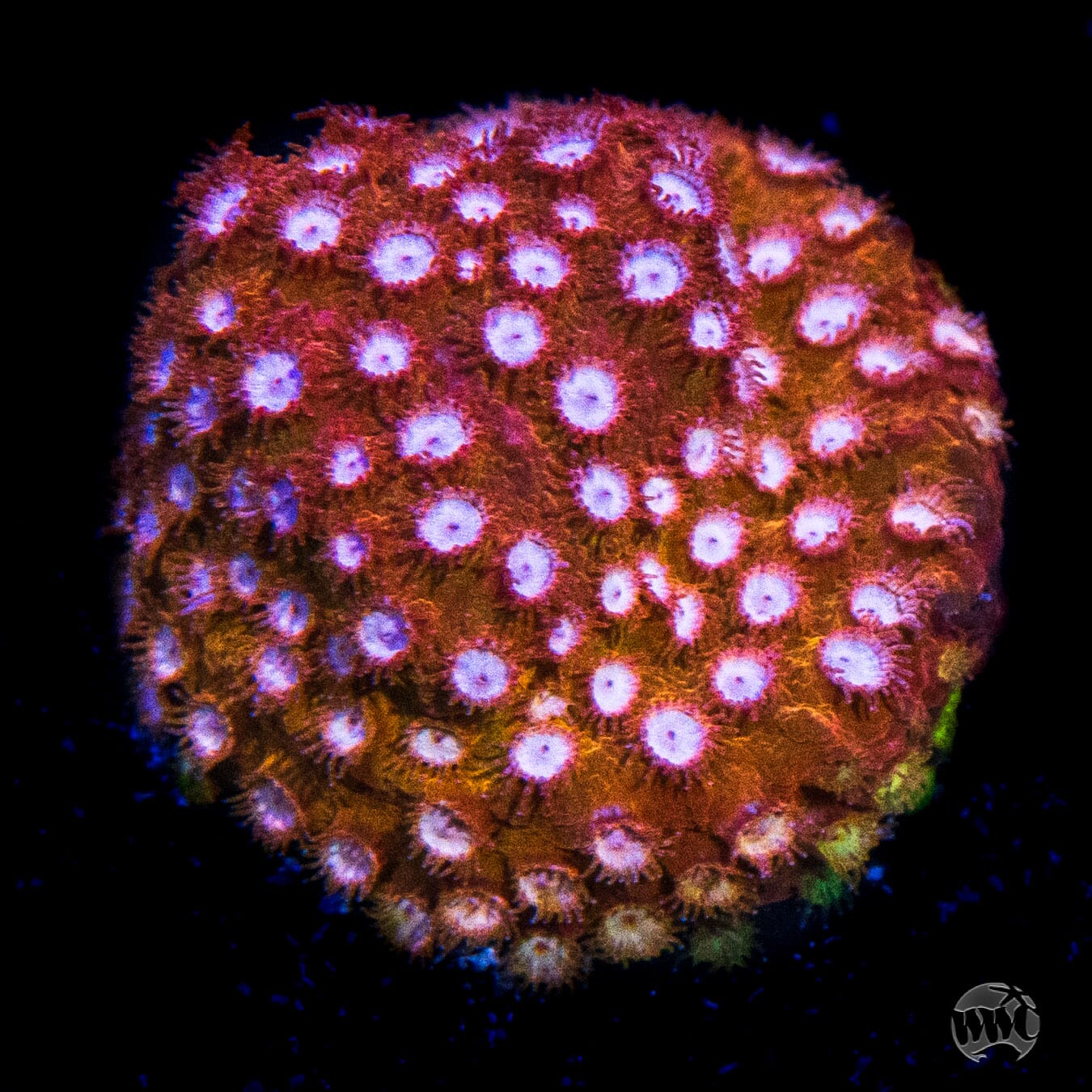 WWC Butterscotch Cyphastrea Coral